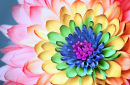 Regenbogen Chrysantheme Blume Nahaufnahme