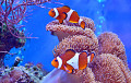 Clownfische im Aquarium