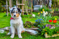 Süßer Australian Shepherd Welpe im Garten
