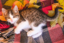 Little-Kitten-on-a-Cozy-Blanket