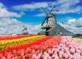 Holländische Windmühlen mit Tulpenreihen, Holland