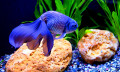 Aquarium Blauer Fisch
