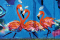 Flamingos