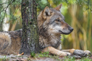Ein Wolf, der sich hinter einem Baum ausruht