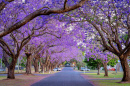 Blühende Jacaranda-Bäume in Grafton, Australien