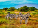 Eine Gruppe von Zebras in der Savanne, Afrika
