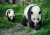 Pandamutter und Pandababy