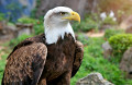 Ein Weißkopfseeadler