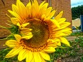 Sonnenblume