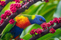Rainbow Lorikeet, Airlie Beach, Australien
