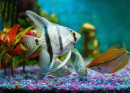 Opal-Gourami und Silberkaiserfisch