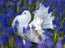 Weiße Pfauentaube unter blauen Muscari-Blüten