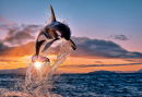 Orca bei Sonnenuntergang