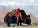 Tibetischer Yak