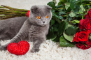 Die britische Katze und viele rote Rosen
