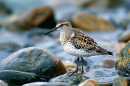 photography-sandpiper-bird_1288657-88448