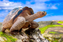 Eine große Schildkröte auf den Galapagos-Inseln, Ecuador