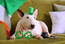 Ein Bullterrier feiert St. Patrick's Day