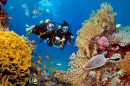 Das Paar taucht zwischen Korallen und Fischen ein