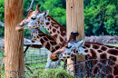 Giraffen im Prager Zoo