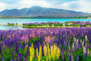 Lupinenfeld am Lake Tekapo, Neuseeland