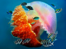 Tropische Quallen unter Wasser, Thailand
