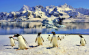 Gentoo-Pinguine auf Danco Island, Antarktis