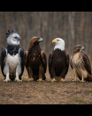 BIRDS OF PREY