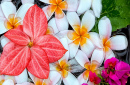 Exotische Blumen, die im Wasser treiben