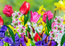 Frühlingsblumen