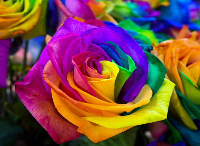 Makro der bunten Rosen