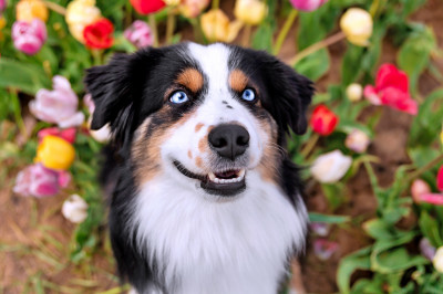 Bezaubernder blauäugiger Hund auf einer blühenden Wiese