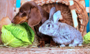 Dackel, Kaninchen und Kohl