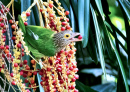 Lineierter Barbet