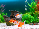 Goldfische in einem Süßwasseraquarium