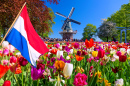 Windmühle und Tulpen in Lisse, Holland