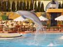 Springdelfin