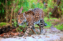 Jaguar läuft im Dschungel