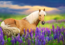 Palomino-Pferd in blühenden Lupinen bei Sonnenuntergang