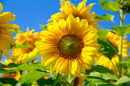 Wunderschöne Sonnenblume vor dem blauen Himmel