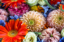 Gerbera, Nelke, Dahlie und Riddersporn