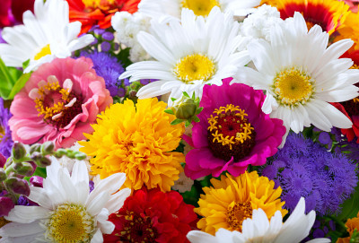 Nahaufnahme der Sommerblumen