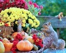 Herbstszene mit einem Fuchshörnchen