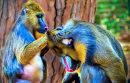 Mandrill-Pflege