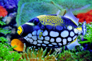 Clown Triggerfish