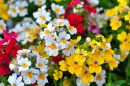 Blühende Nemesia