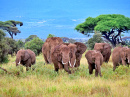 Afrikanische Elefanten im Amboseli-Nationalpark, Kenia