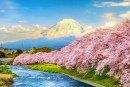 Fuji-Berg und Kirschblüten bei Sonnenuntergang