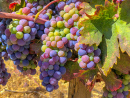Trauben in Paso Robles an einem sonnigen Tag