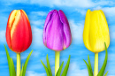 Wunderschöne Tulpen vor einem blauen Himmel